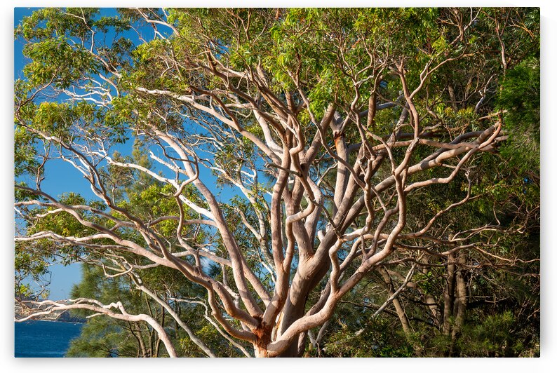 Gum Tree by Adel B Korkor