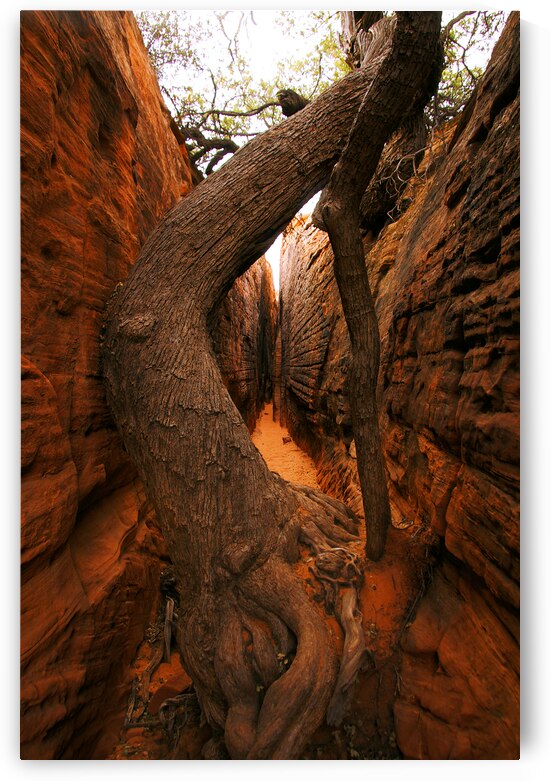 Red Rock Canyon Tree by Adel B Korkor