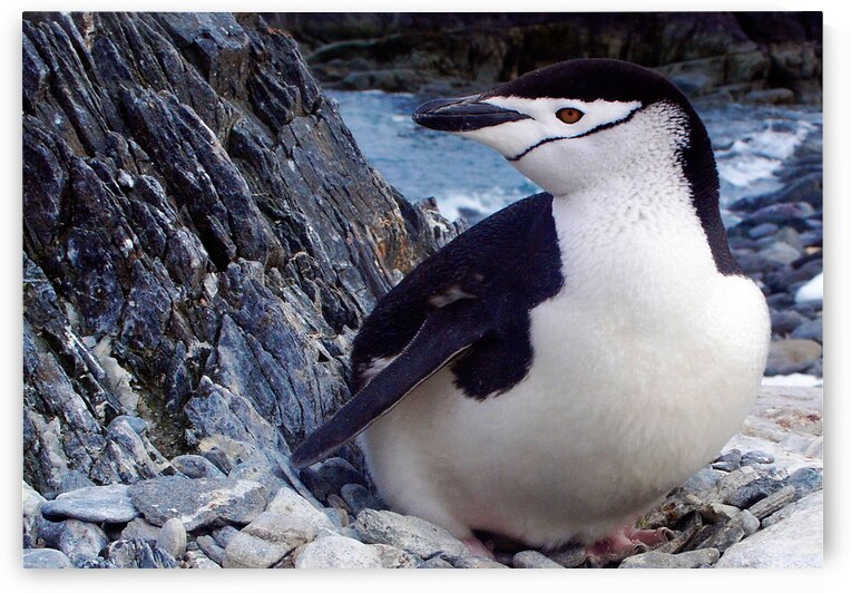 Chinstrap Penguin by Adel B Korkor