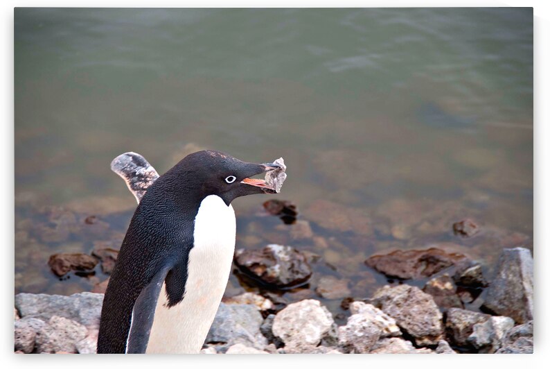 Adelie Penguin Carrying a Rock by Adel B Korkor