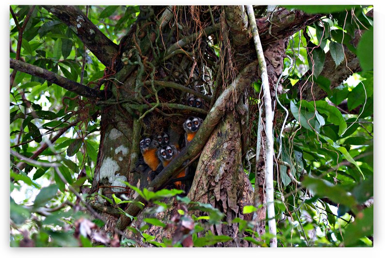 Owl Monkey Family in the Amazon by Adel B Korkor