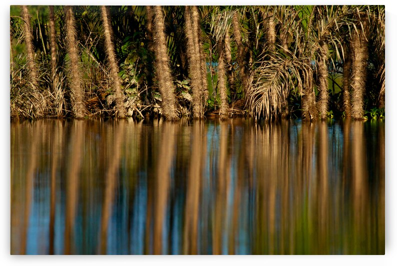 Reflections In The Amazon by Adel B Korkor