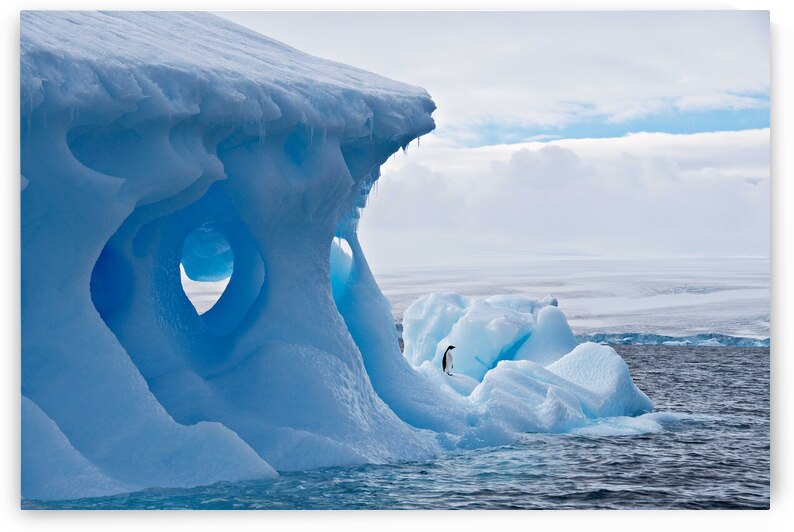 Lone Penguin by Adel B Korkor