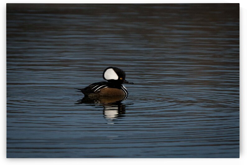 Hooded Merganser by Adel B Korkor