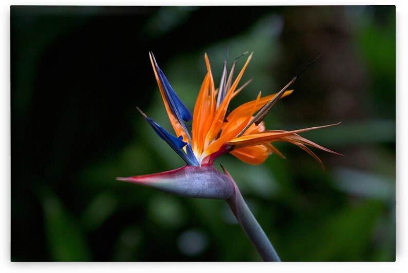 Bird of Paradise Flower by Adel B Korkor