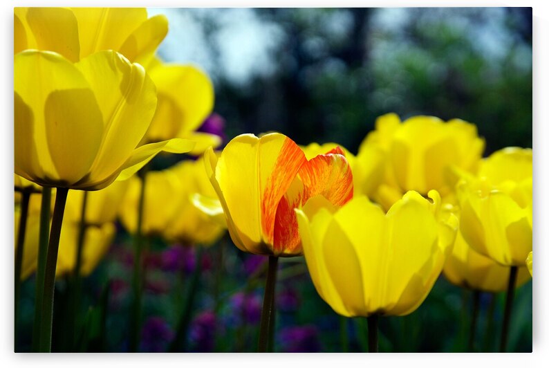 Being Different Is Special by Adel B Korkor