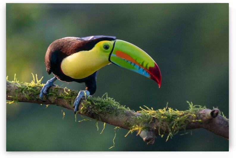 Keel-Billed Toucan by Adel B Korkor