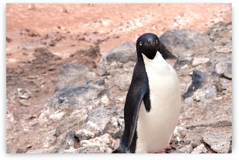 Curious Adelie Penguin by Adel B Korkor