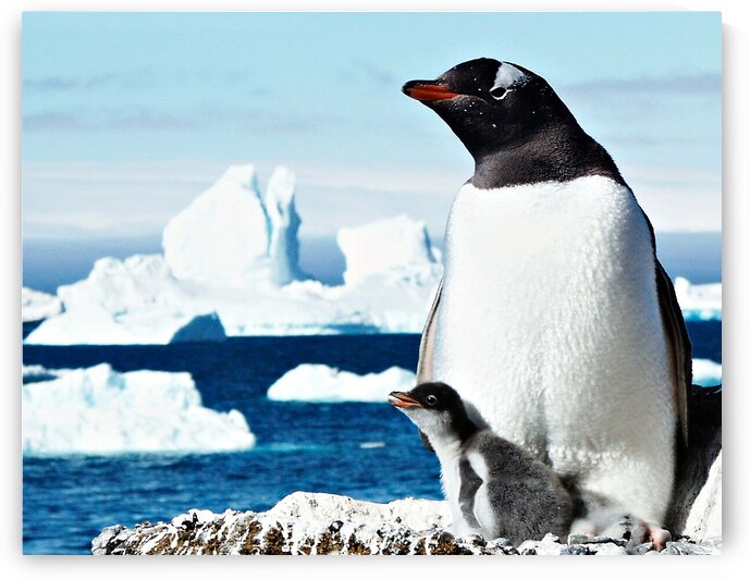 Gentoo Mother and Baby Penguins by Adel B Korkor