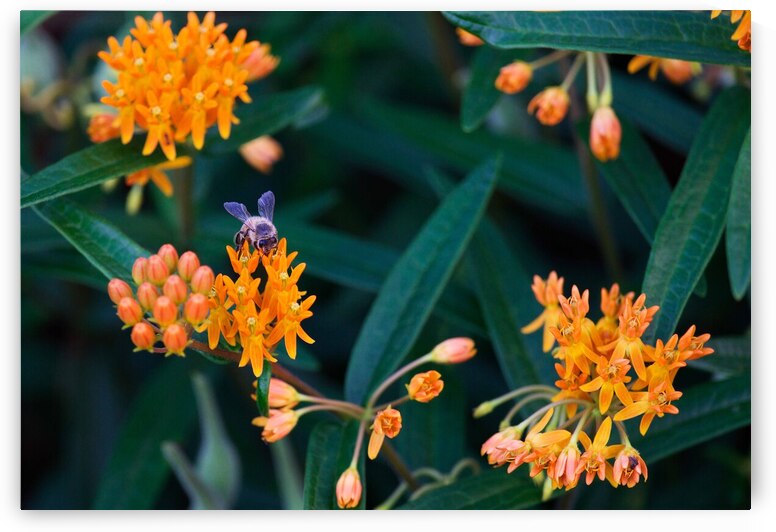 Bee on Butterfly Weeds by Adel B Korkor