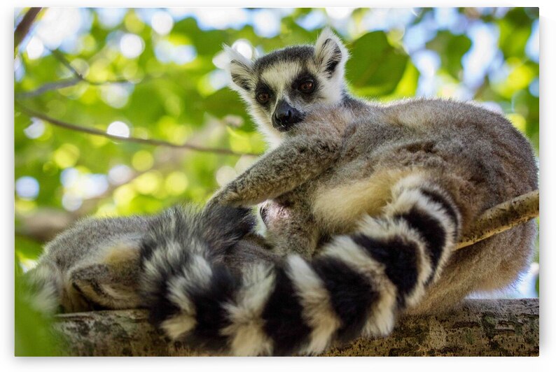 Ring-tailed Lemur by Adel B Korkor