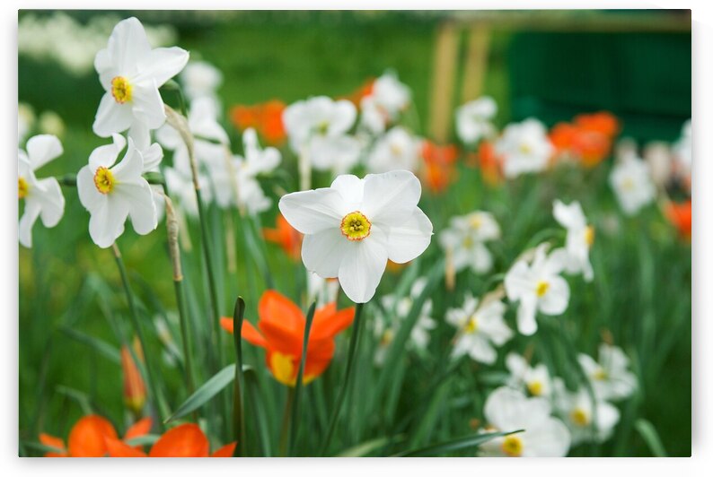 White Daffodil by Adel B Korkor