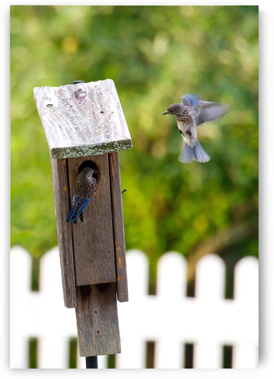 Baby Bluebirds by Adel B Korkor