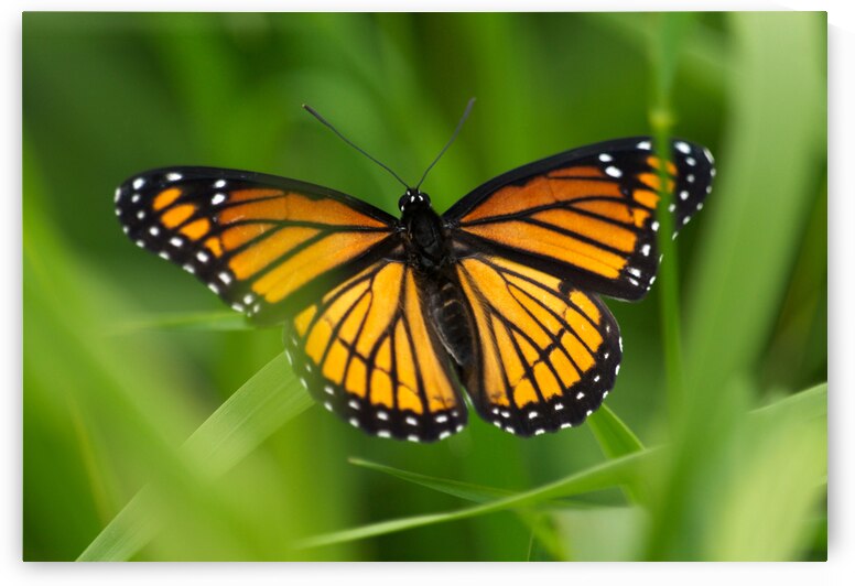 Monarch Butterfly by Adel B Korkor