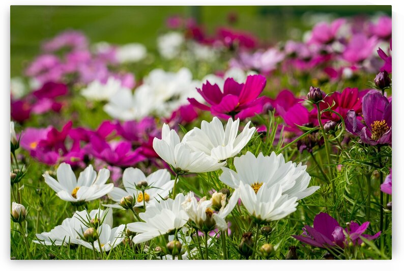 White Coreopsis at the Botanical Gardens by Adel B Korkor