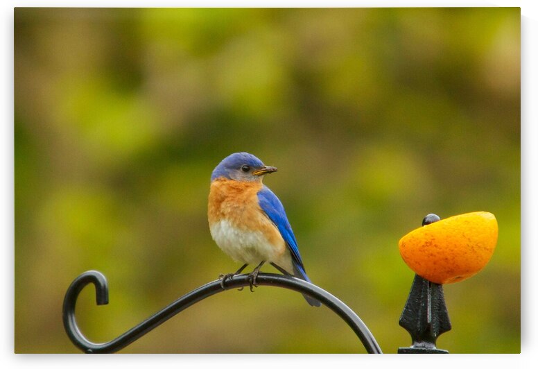 Perched Bluebird by Adel B Korkor