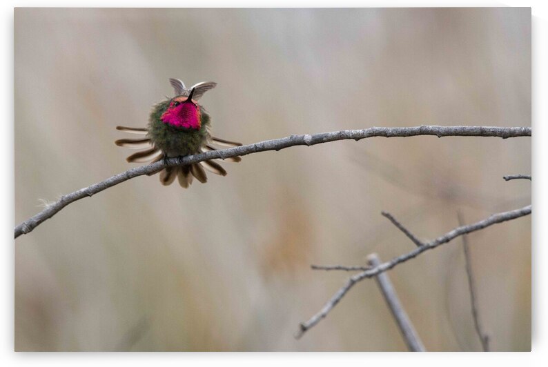 Annas Hummingbird Displays Excitement by Adel B Korkor