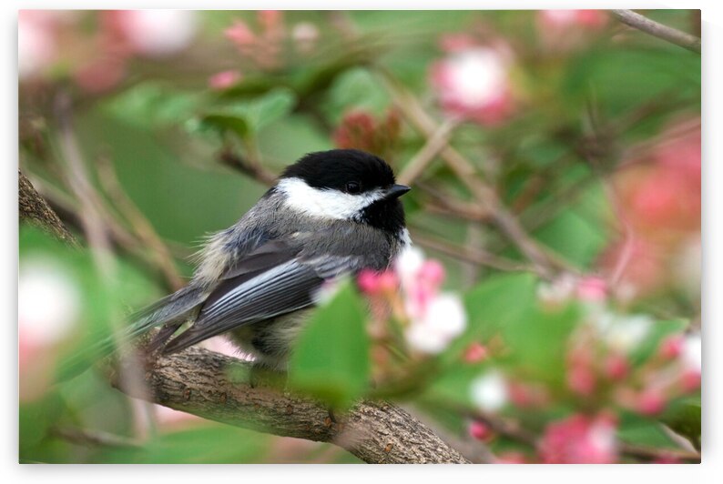 Chickadee by Adel B Korkor