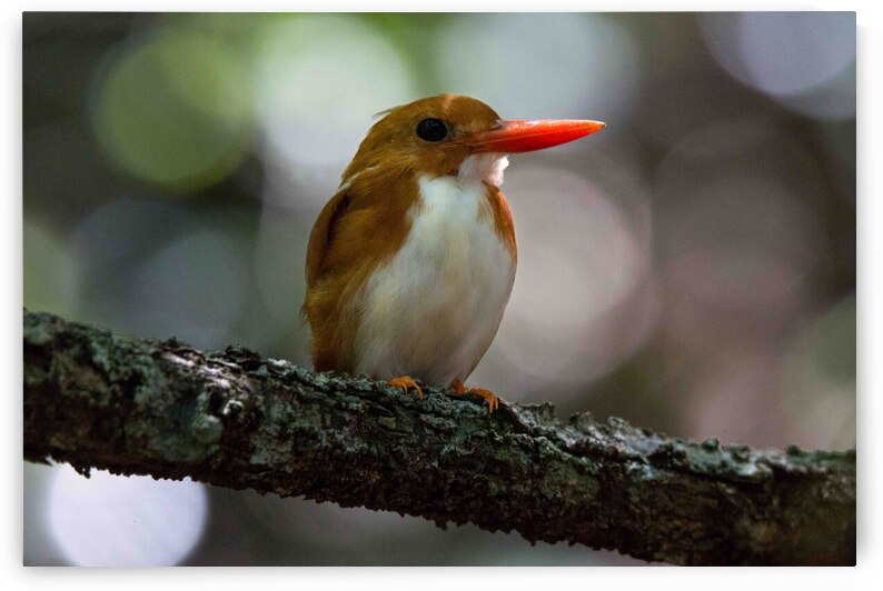 Madagascan Pygmy Kingfisher by Adel B Korkor