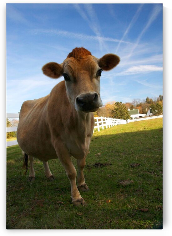 Lorina by Adel B Korkor