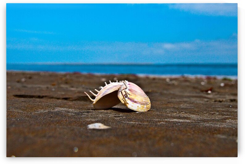 Angel Wing Sea Shell by Adel B Korkor