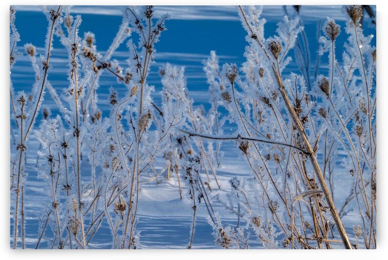 Ice Crystals by Adel B Korkor