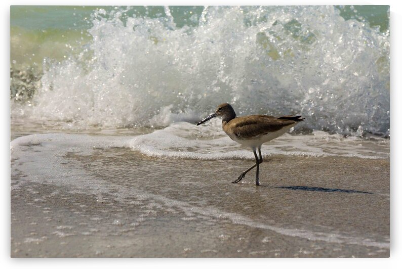 Sandpiper on a Florida Beach by Adel B Korkor