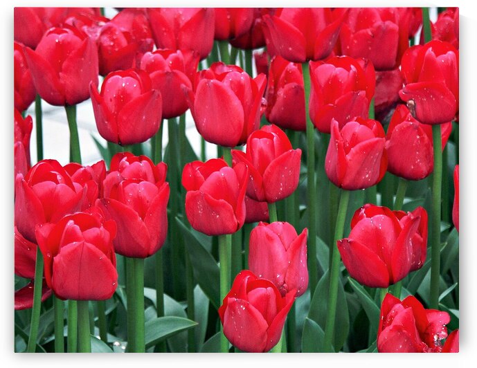 Red Tulips by Adel B Korkor