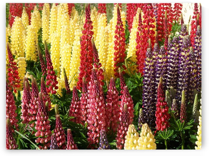 Colorful Lupines by Adel B Korkor