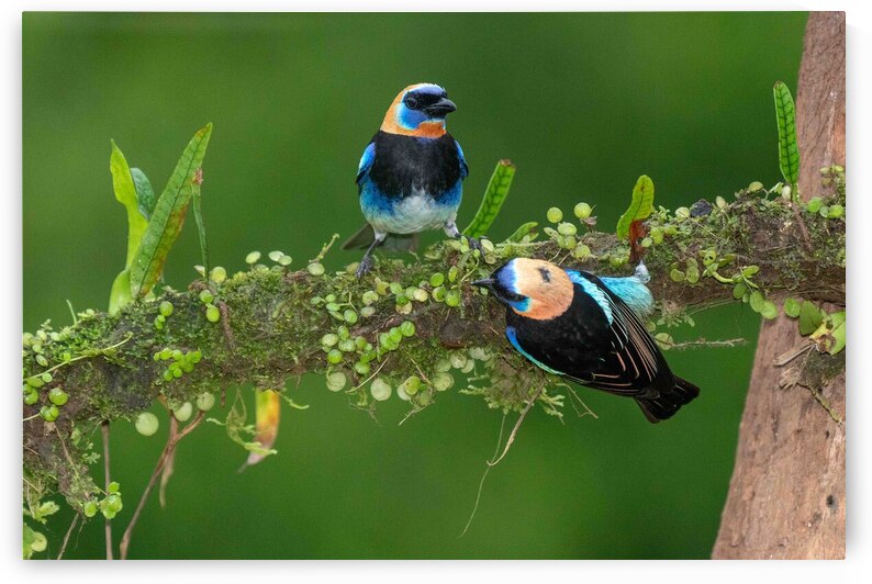 Golden-Hooded Tanagers by Adel B Korkor