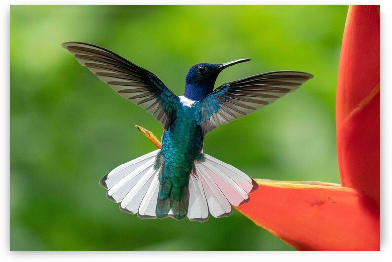 Handsome White-Necked Jacobin by Adel B Korkor