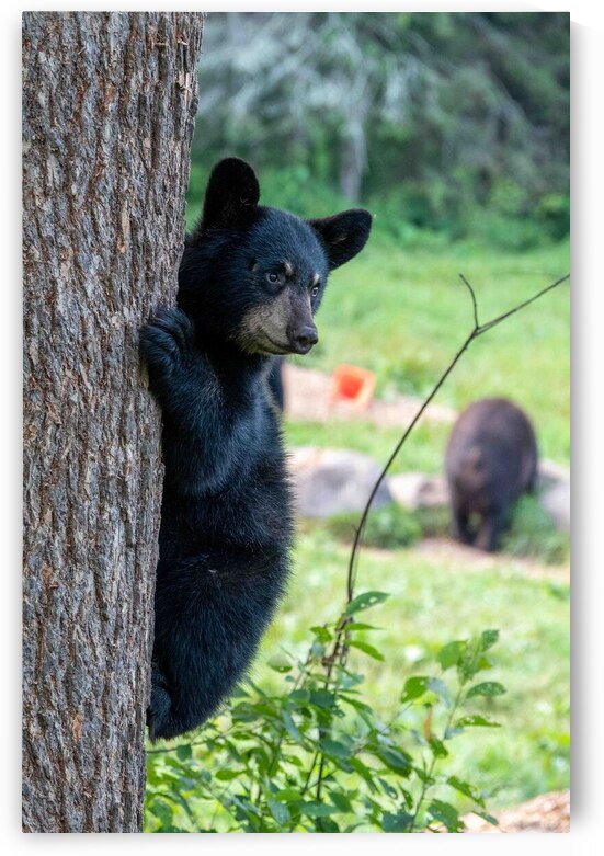 Black Bear Cub by Adel B Korkor