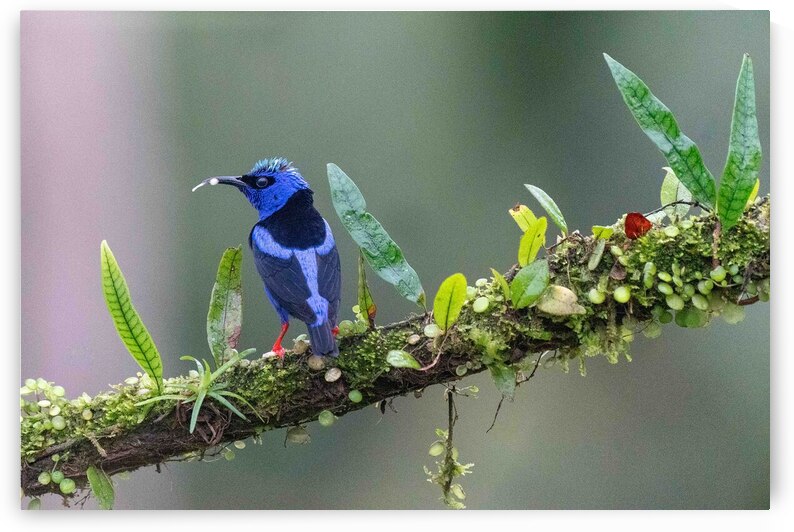 Red-legged Honeycreeper by Adel B Korkor