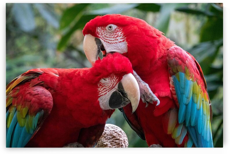 Macaws by Adel B Korkor