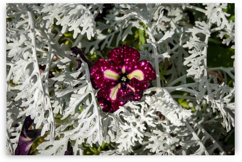 Starry Sky Burgundy Petunia Flower by Adel B Korkor