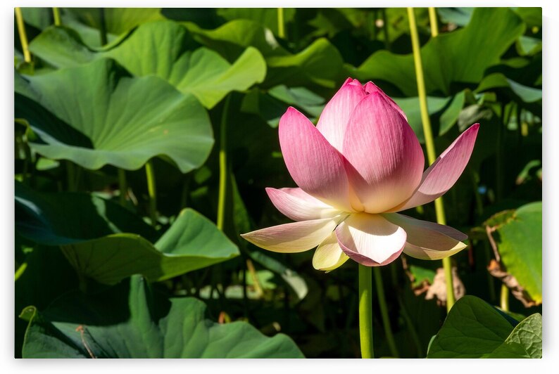 Lotus Flower by Adel B Korkor