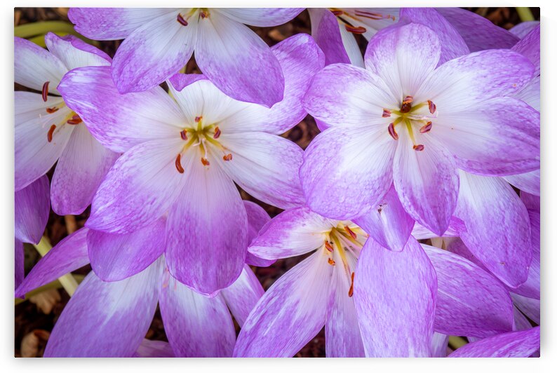 Purple Crocus Flowers by Adel B Korkor
