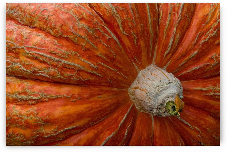 Giant Pumpkin by Adel B Korkor