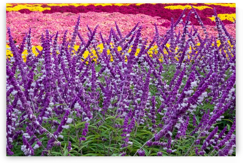 Skullcap Flowers by Adel B Korkor