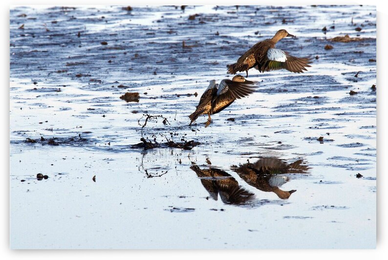 Blue-Winged Teal by Adel B Korkor