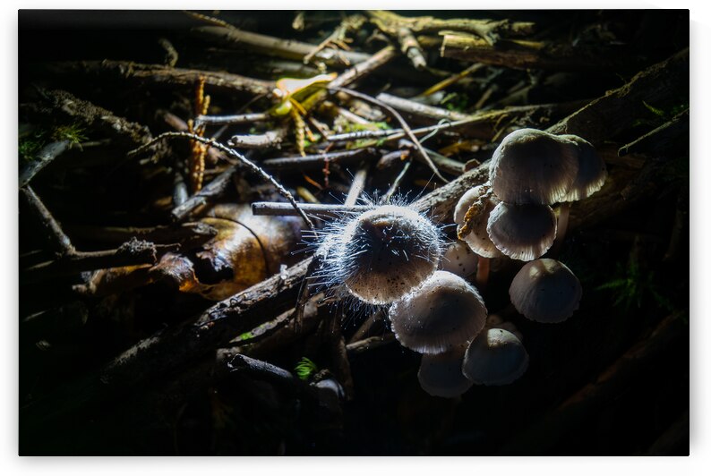 Mycena leptocephala Mushrooms by Adel B Korkor
