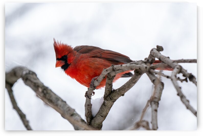 Northern Cardinal by Adel B Korkor