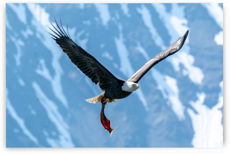 Fishing Bald Eagle by Adel B Korkor