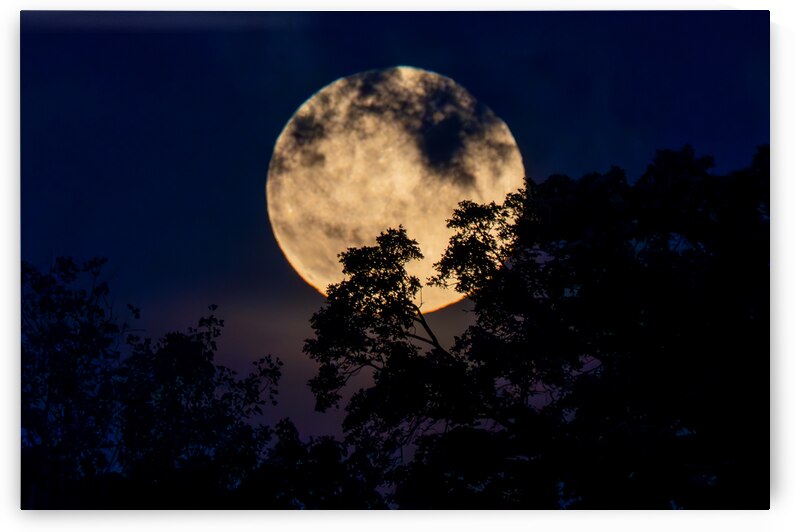 Moon Lit Night by Adel B Korkor