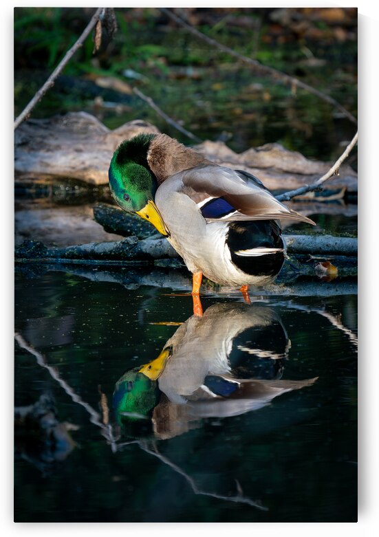 Male Mallard Duck Reflection by Adel B Korkor