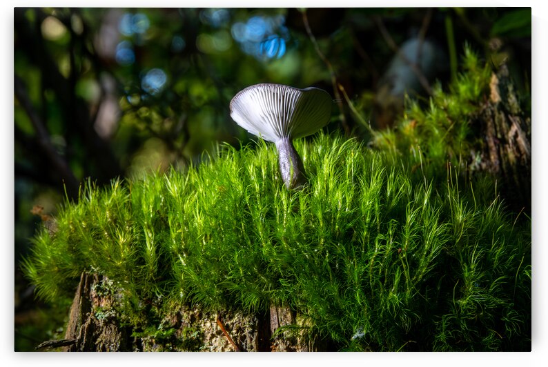 Gomphidius Mushroom by Adel B Korkor