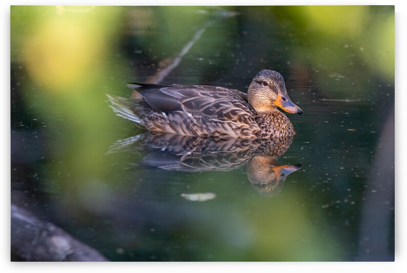 Female Mallard Duck Reflection by Adel B Korkor