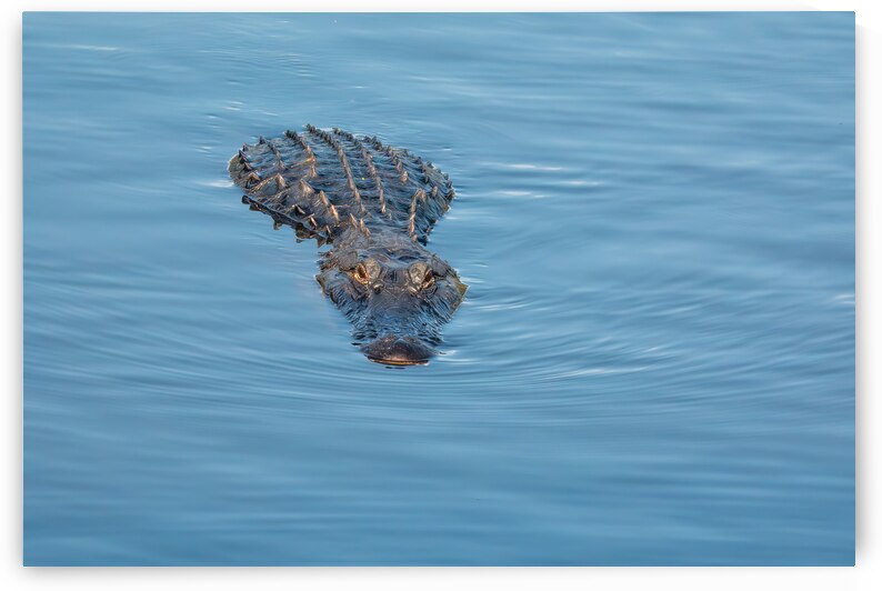 American Alligator by Adel B Korkor
