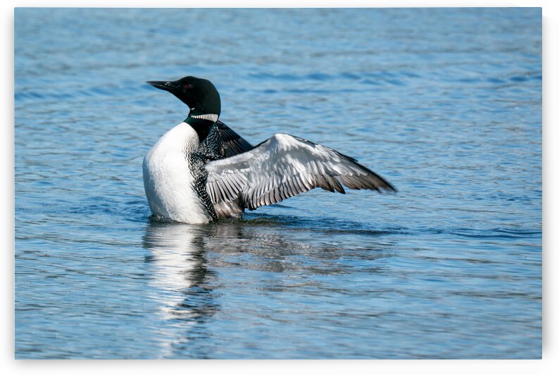 Common Loon by Adel B Korkor