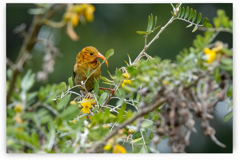 Hawaiian Honeycreeper by Adel B Korkor